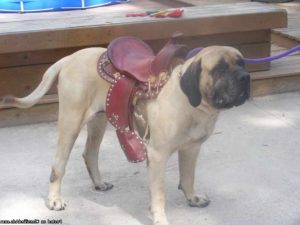 English Mastiff Puppies California
