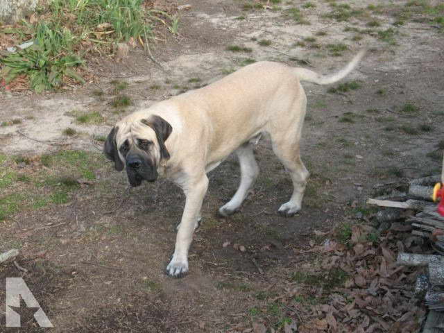 English Mastiff Puppies For Sale In Alabama