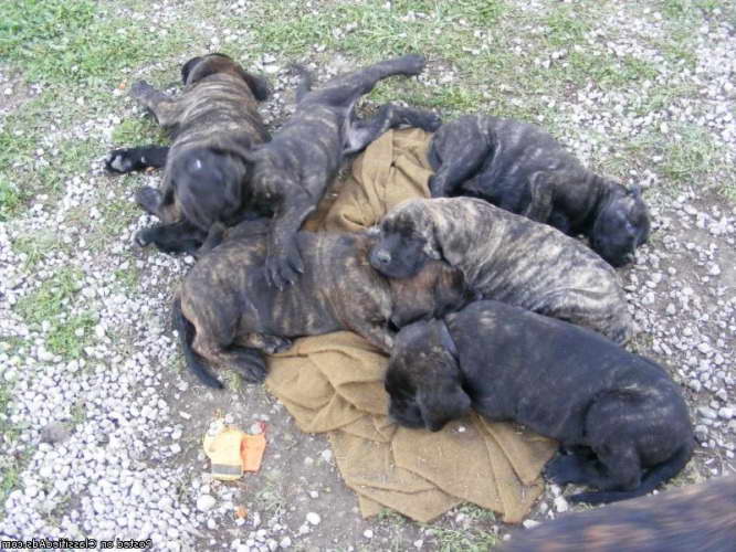 English Mastiff Puppies For Sale In Arkansas