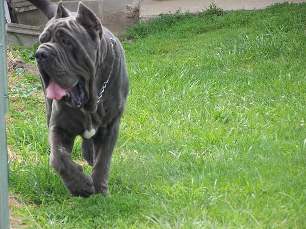 English Mastiff Puppies For Sale In Indiana