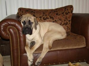 English Mastiff Puppies For Sale In Kansas