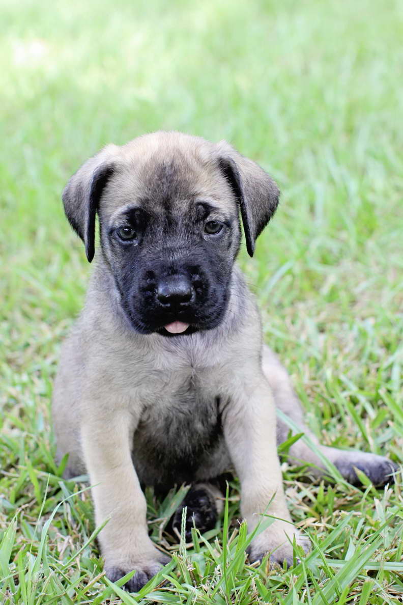 English Mastiff Puppies For Sale In Louisiana