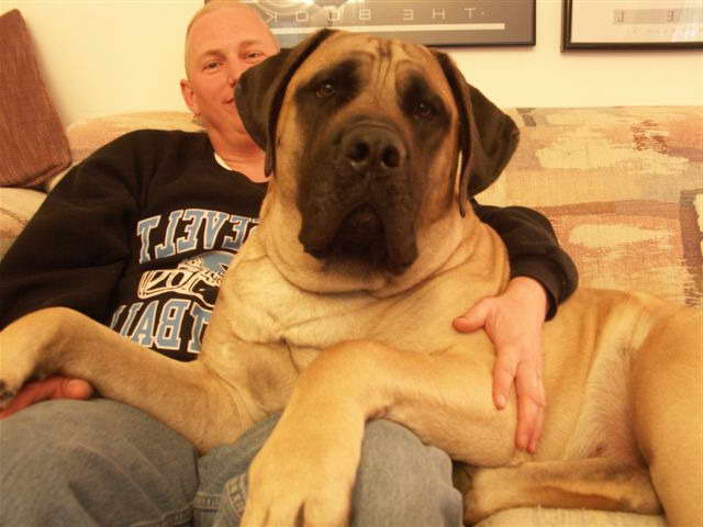 English Mastiff Puppies For Sale In Maine