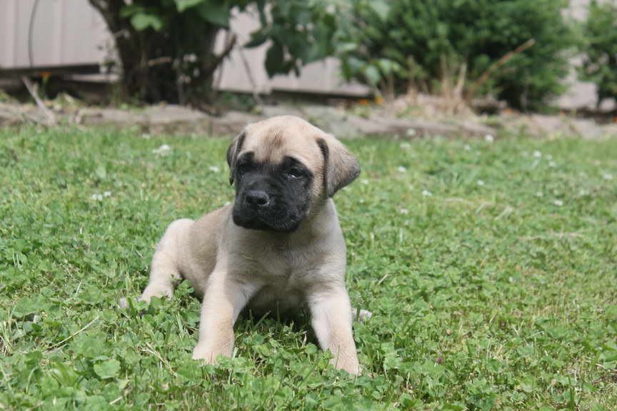 English Mastiff Puppies For Sale In Maryland