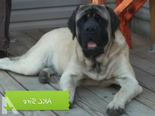 English Mastiff Puppies For Sale In Missouri