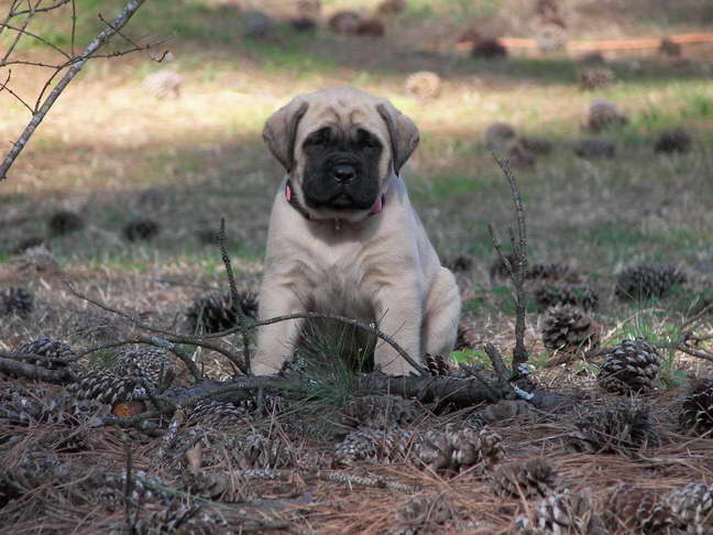 English Mastiff Puppies For Sale In Nc