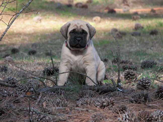 English Mastiff Puppies For Sale In Sc