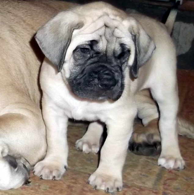 English Mastiff Puppies For Sale In Tennessee