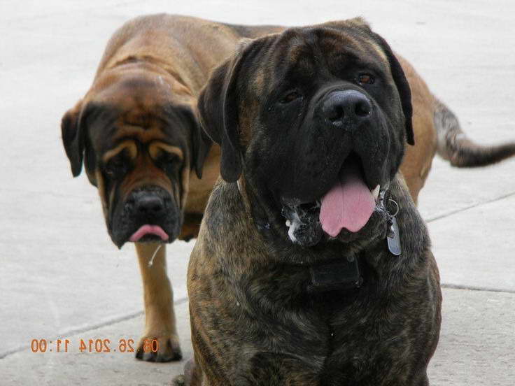 English Mastiff Puppies Illinois