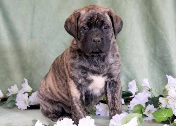 English Mastiff Puppies