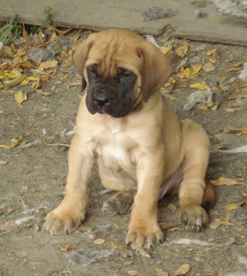 English Mastiff Puppy Training