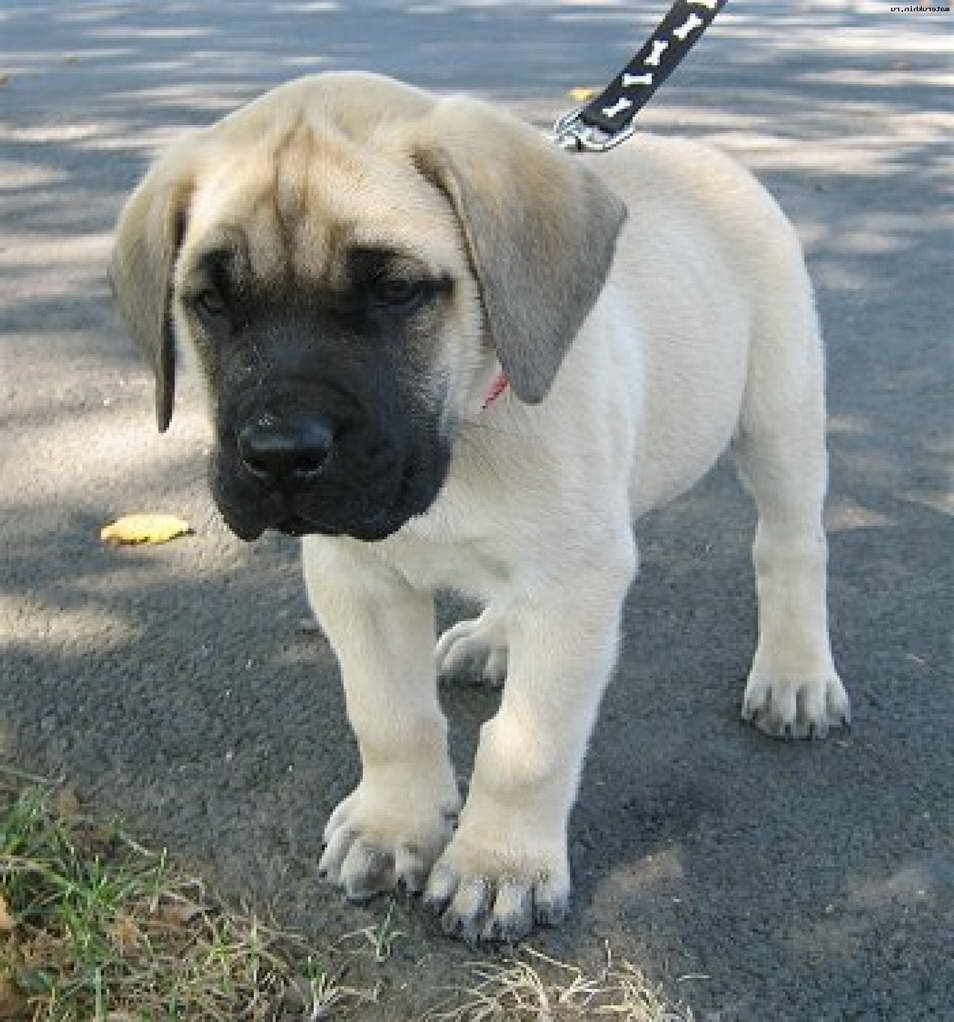 English Mastiff Pups