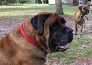 English Mastiff Rescue Florida