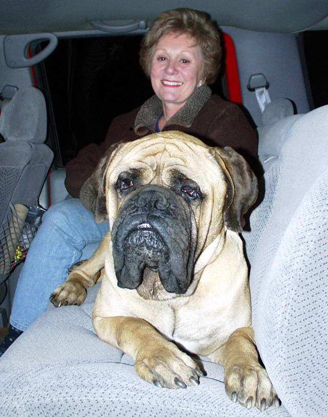 English Mastiff Rescue