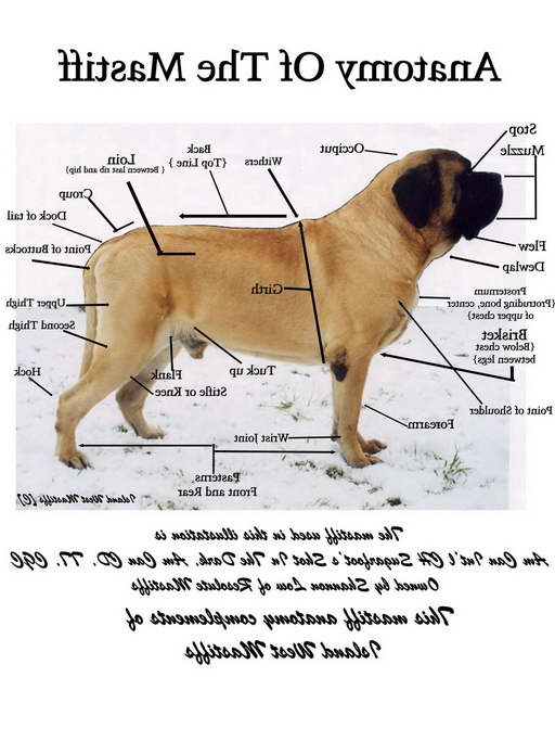 English Mastiff Toys