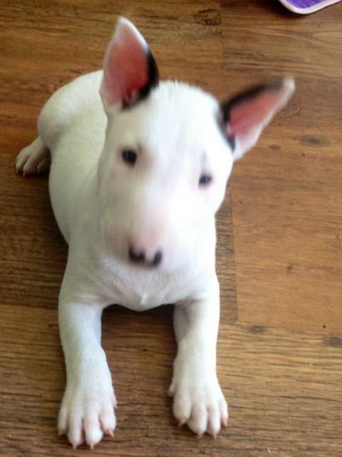 English Terrier For Sale