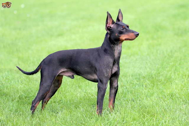 English Toy Terrier For Sale