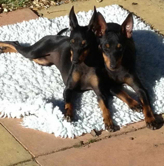 English Toy Terrier Puppies For Sale