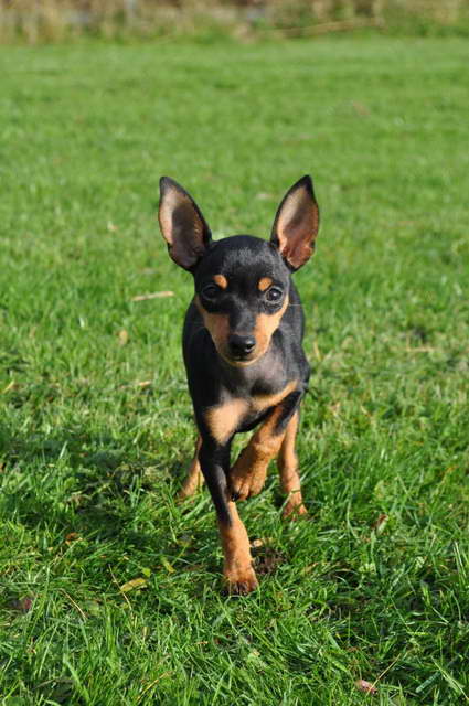 English Toy Terrier Puppy