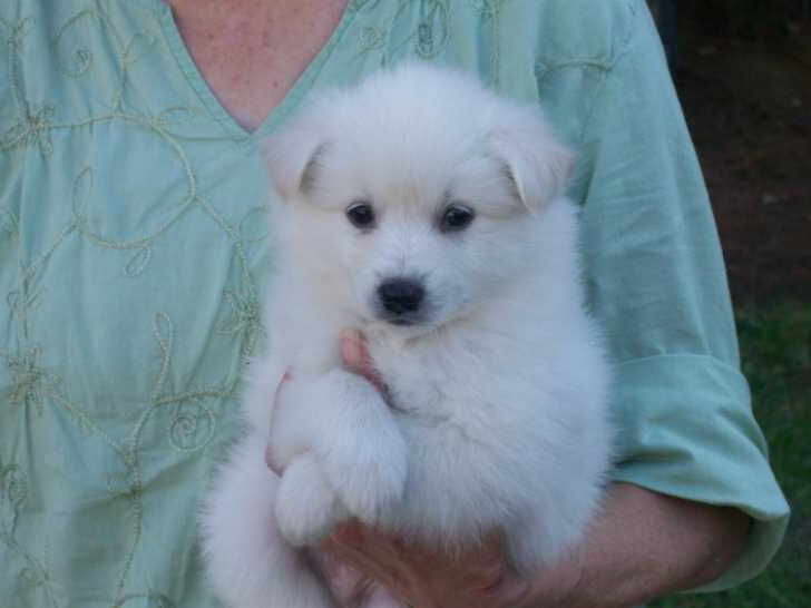 Eskimo Husky Puppies For Sale