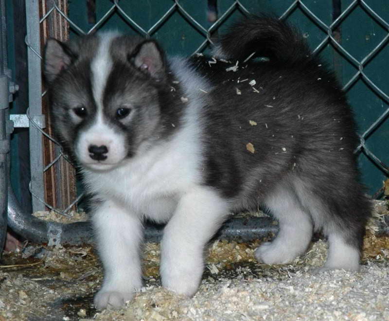 Eskimo Husky Puppy