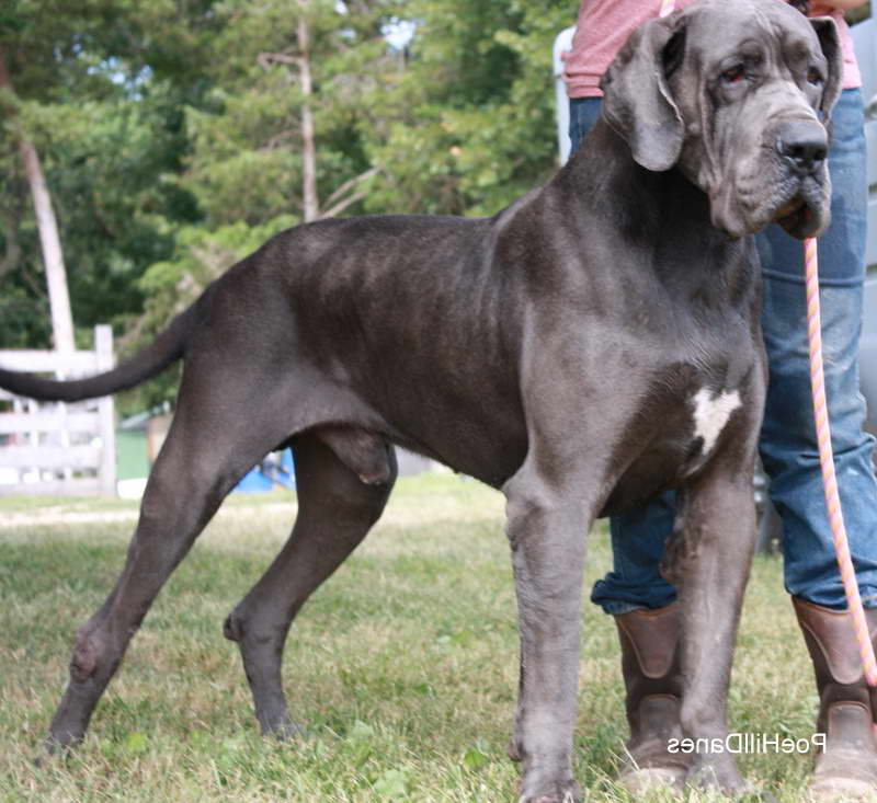 Euro Blue Great Dane Puppies For Sale