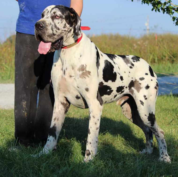 Euro Great Dane Puppies For Sale