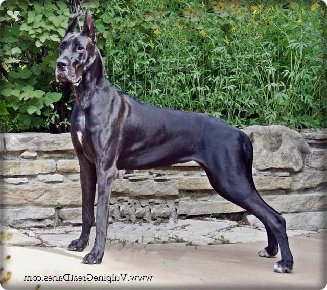 Euro Great Dane