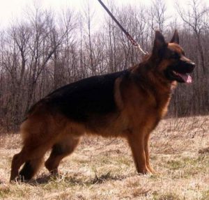 European German Shepherd Puppies For Sale