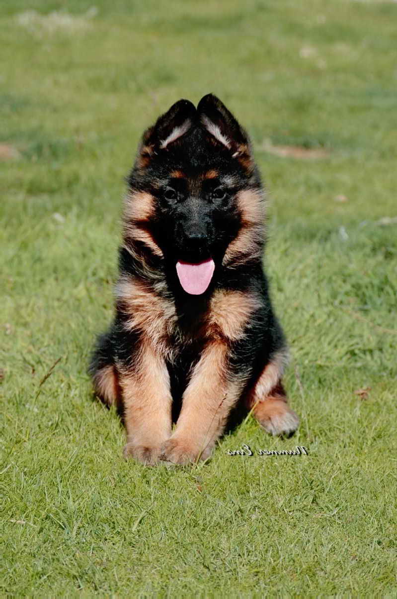 European German Shepherd Puppies