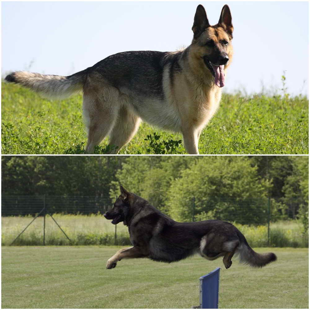 European German Shepherd Vs American