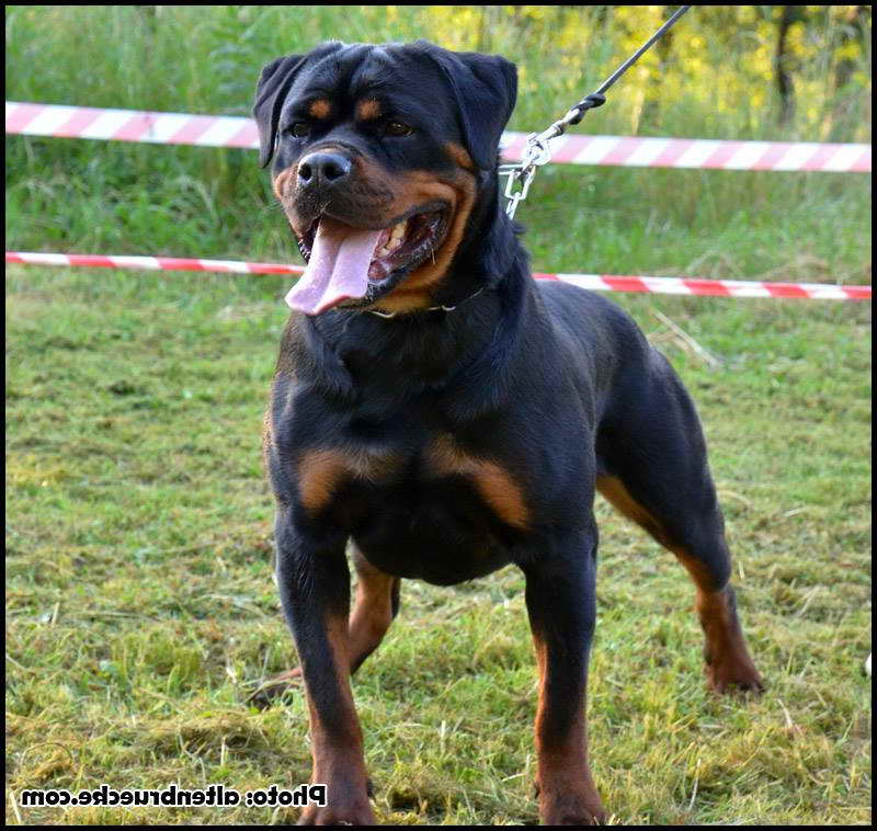 European Rottweiler Puppies For Sale | PETSIDI
