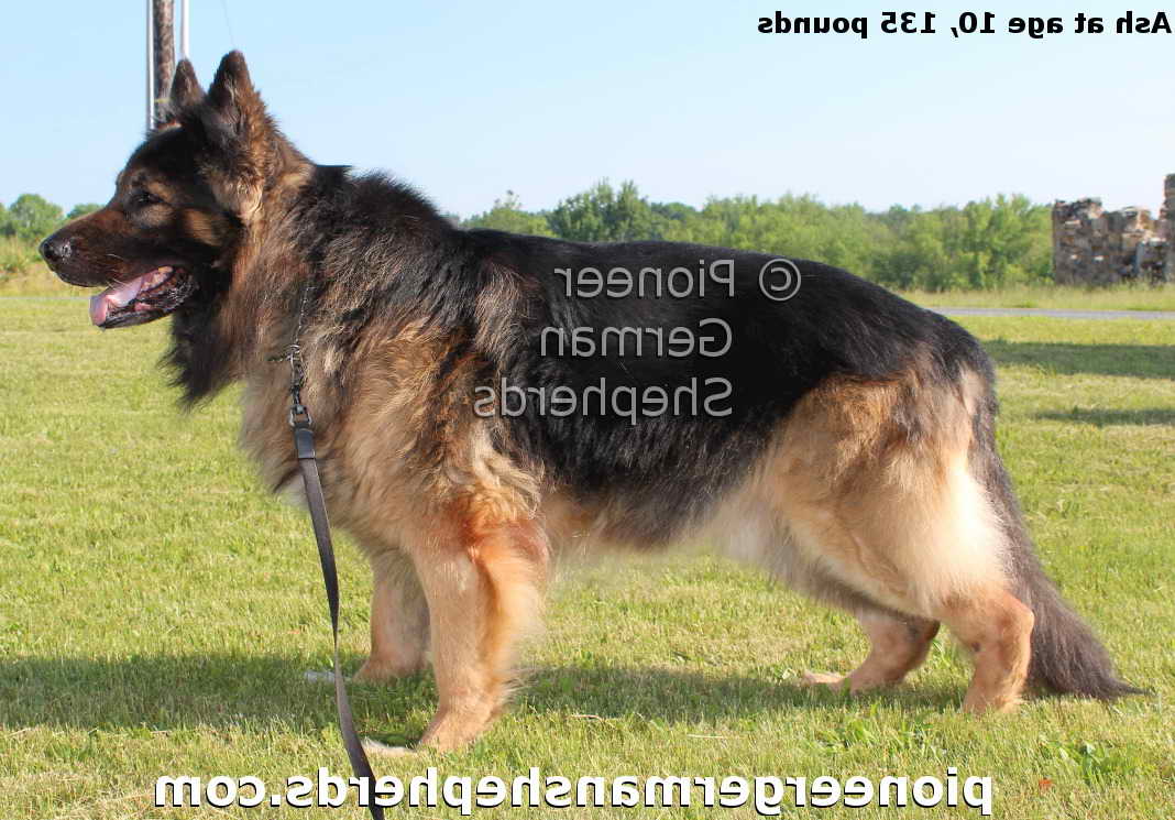 Extra Large German Shepherd