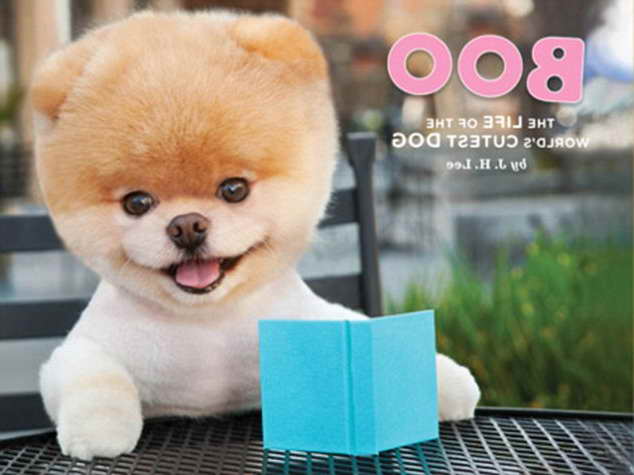 Famous Pomeranian Dog