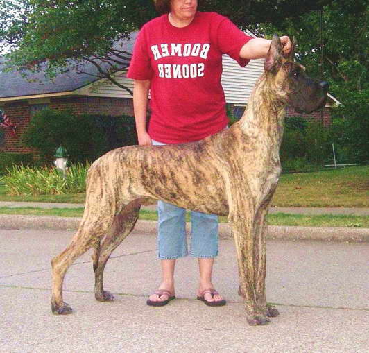 Fawn And Brindle Great Dane