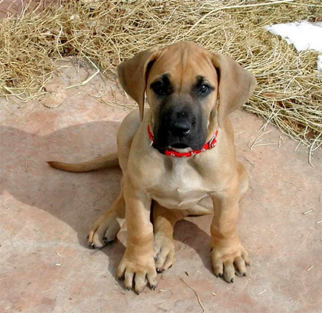 Fawn Great Dane Puppies For Sale