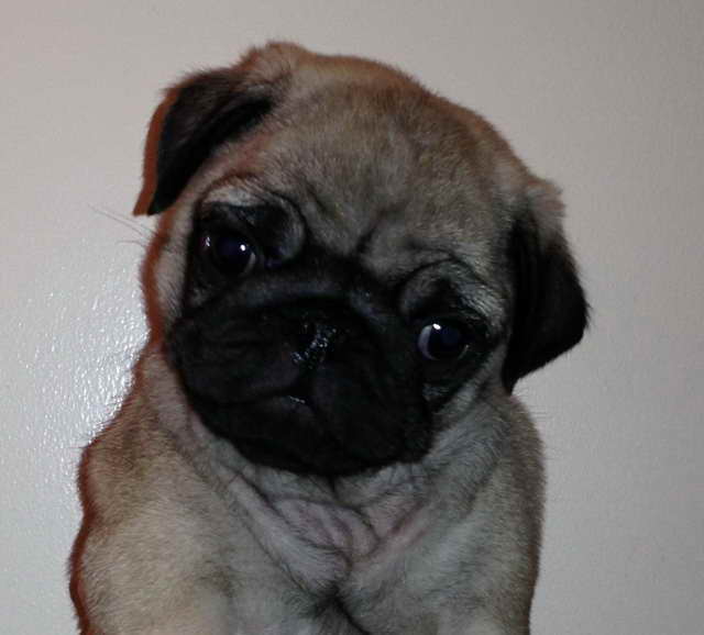 Fawn Pug For Sale