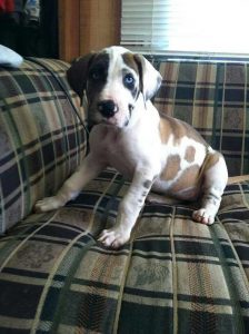 Fawnequin Great Dane Puppies For Sale