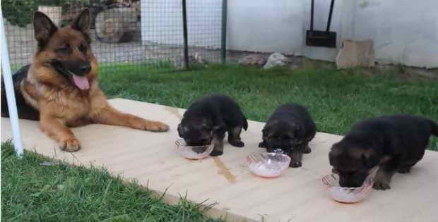 Feeding German Shepherd Puppies
