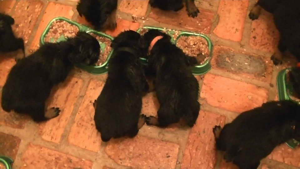 Feeding Rottweiler Puppies