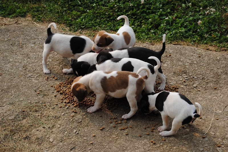 mountain feist puppies in missouri