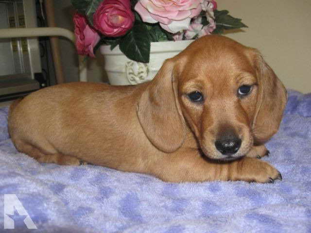 Female Dachshund Puppies For Sale