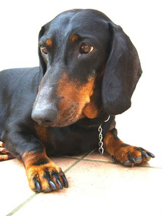 Female Dachshund Unique female dachshund names just for your girl