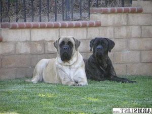 Female English Mastiff For Sale