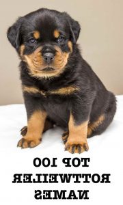 Female German Rottweiler Names