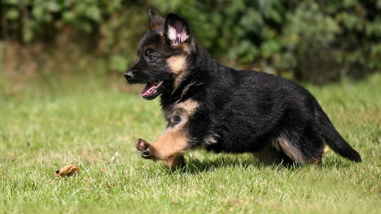 Female German Shepherd Puppies