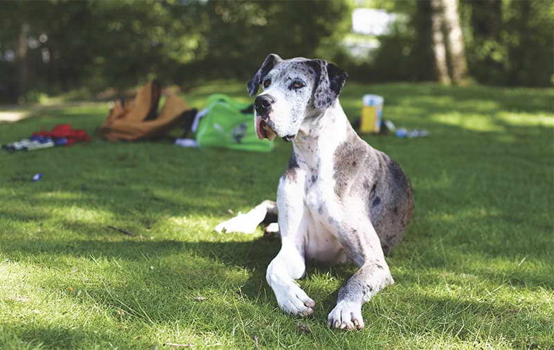 Female Great Dane