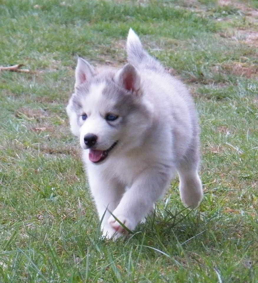 Female Husky Puppies For Sale