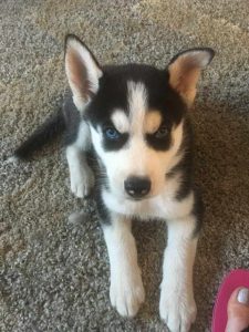 Female Husky Puppy