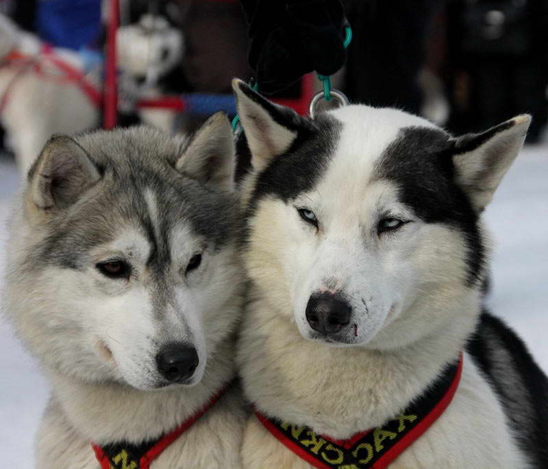 Female Husky